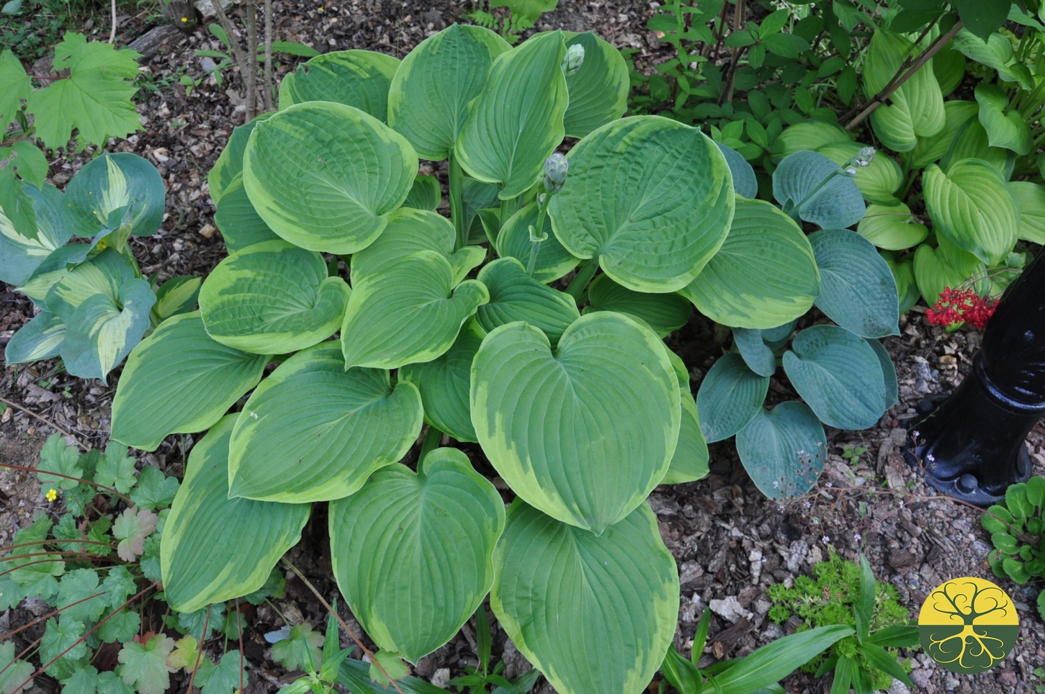 Hosta 'Abiqua Moonbeam'